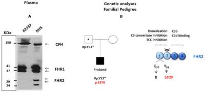 Case report: Novel FHR2 variants in atypical Hemolytic Uremic Syndrome: A case study of a translational medicine approach in renal transplantation